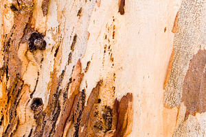 Gum Tree Bark, a Background Photo by THP Creative