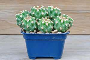 Vibrant cactus arrangement in blue plastic pot on wooden surface for indoor dec, a Nature Photo by AlyaAnd