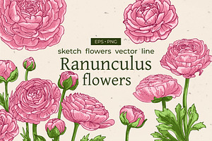 Ranunculus flowers. Buttercup Vector