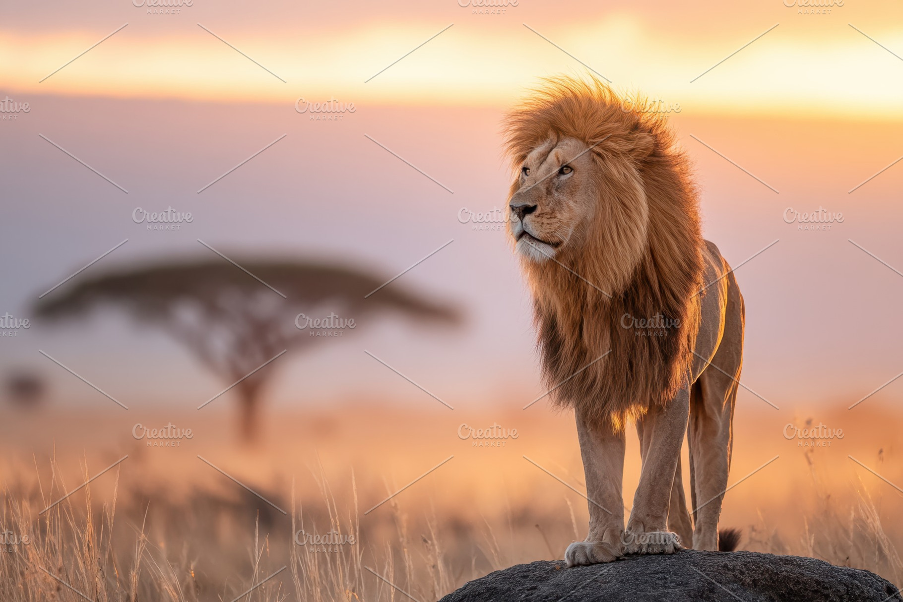Majestic lion at sunset in the savannah, an Animal Photo by AlyaAnd