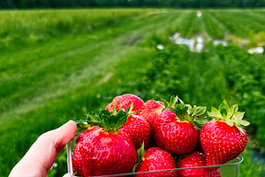 Fresh strawberries in a clear container held outdoors on a sunny Indiana farm f, a Photo by AS photostudio