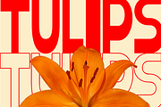 Gelico – Bold Condensed Display Font, a Font by roomspace creative lab (Thumbnail 2 of 10)