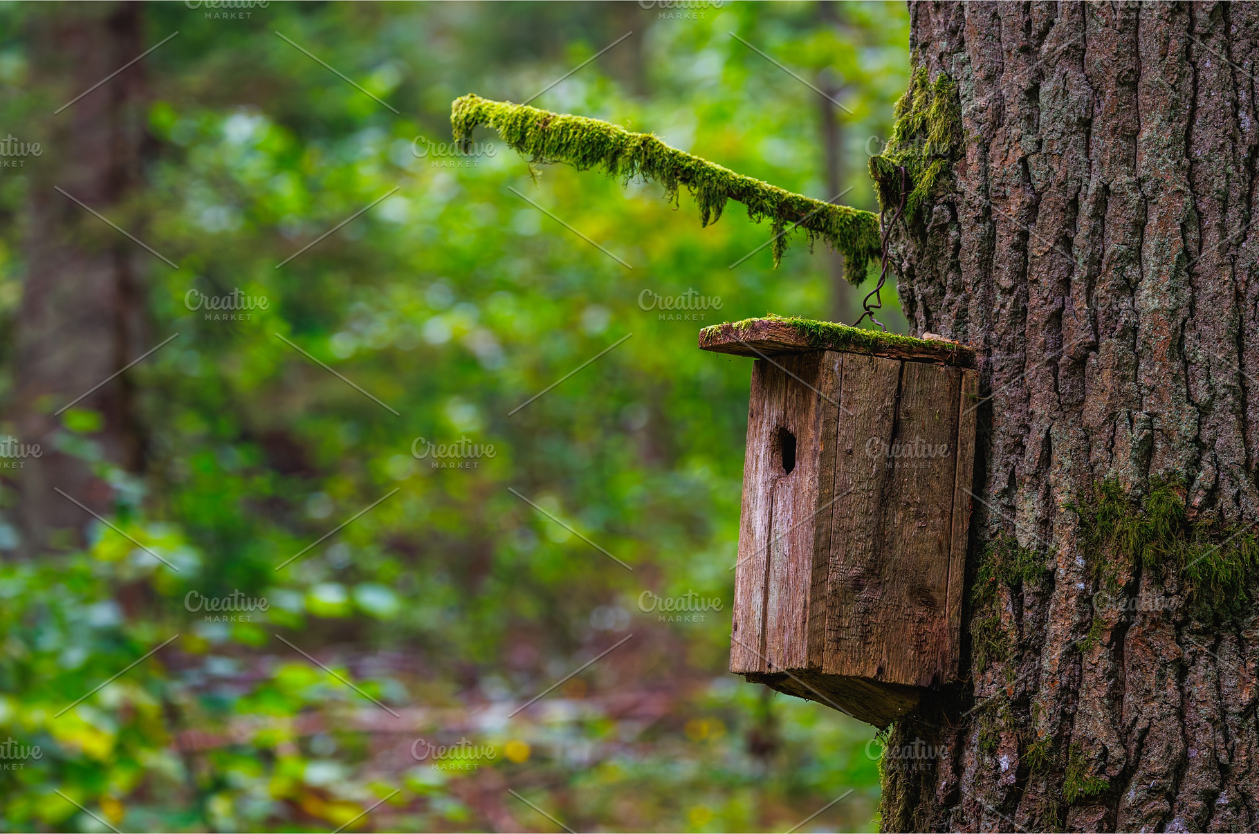 A Lovely Birdhouse Nestled on a, a Nature Photo by Lukas Jonaitis SHOP