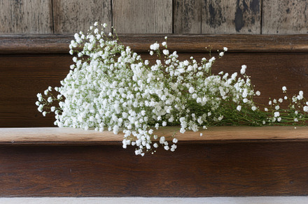 Lovely white floral arrangement with, a Photo by Iftikhar Alam