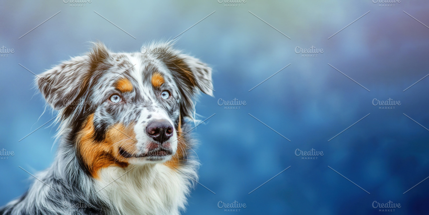 Australian shepherd dog with blue eyes and detailed merle fur lo, an Animal Photo by José Manuel Gelpi