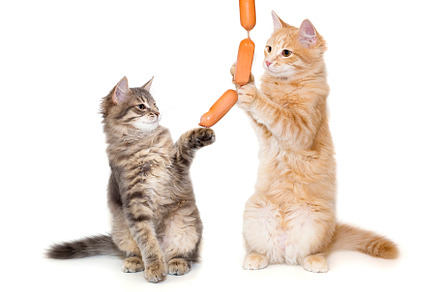 Grey and red kitten playing with sausages