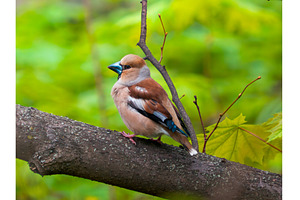 The hawfinch or Coccothraustes, an Animal Photo by Fascinadora