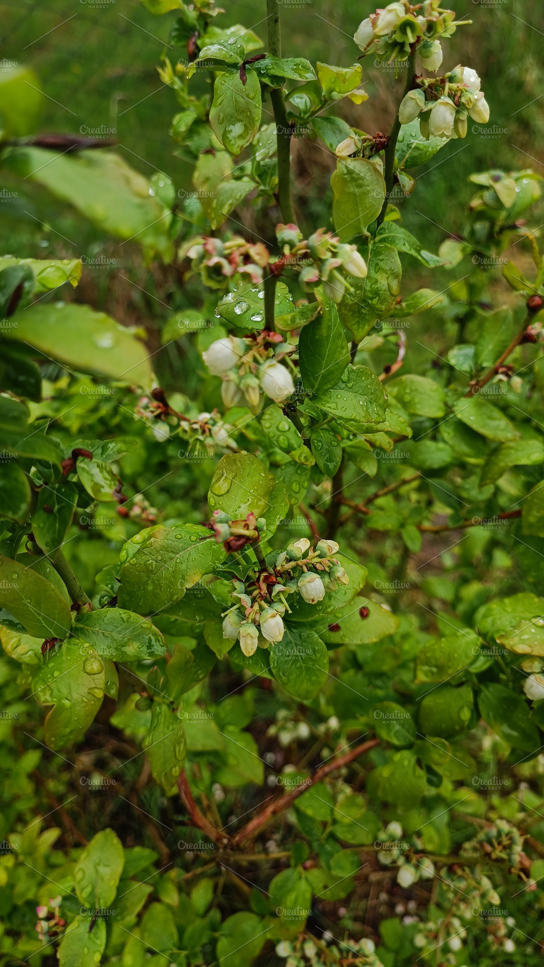 Garden blueberry bush after rain, a Nature Photo by Nastya_Velko