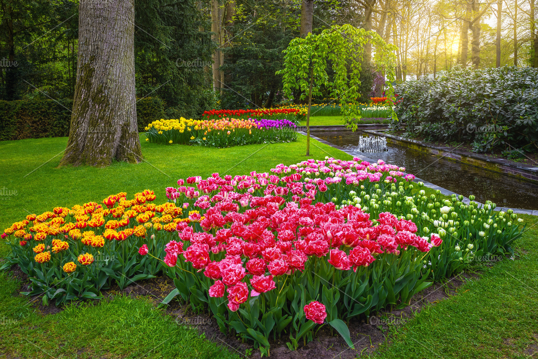 Beautiful part of ornamental garden, a Nature Photo by Alpine Dreams