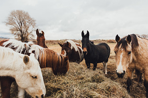 Horses on ranch in Colorado