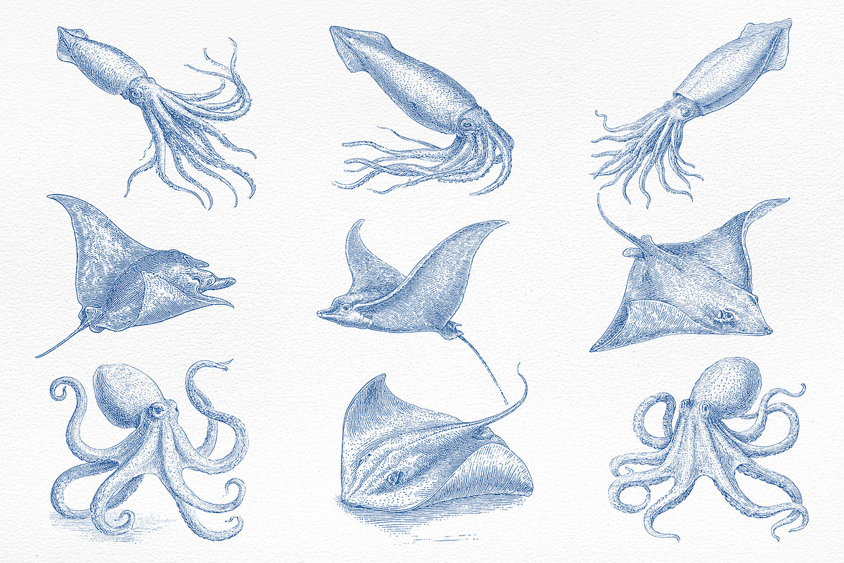 Vintage Marine Life Illustration Set, an Animal Illustration by NatalieArtShop (Photo 6 of 20)