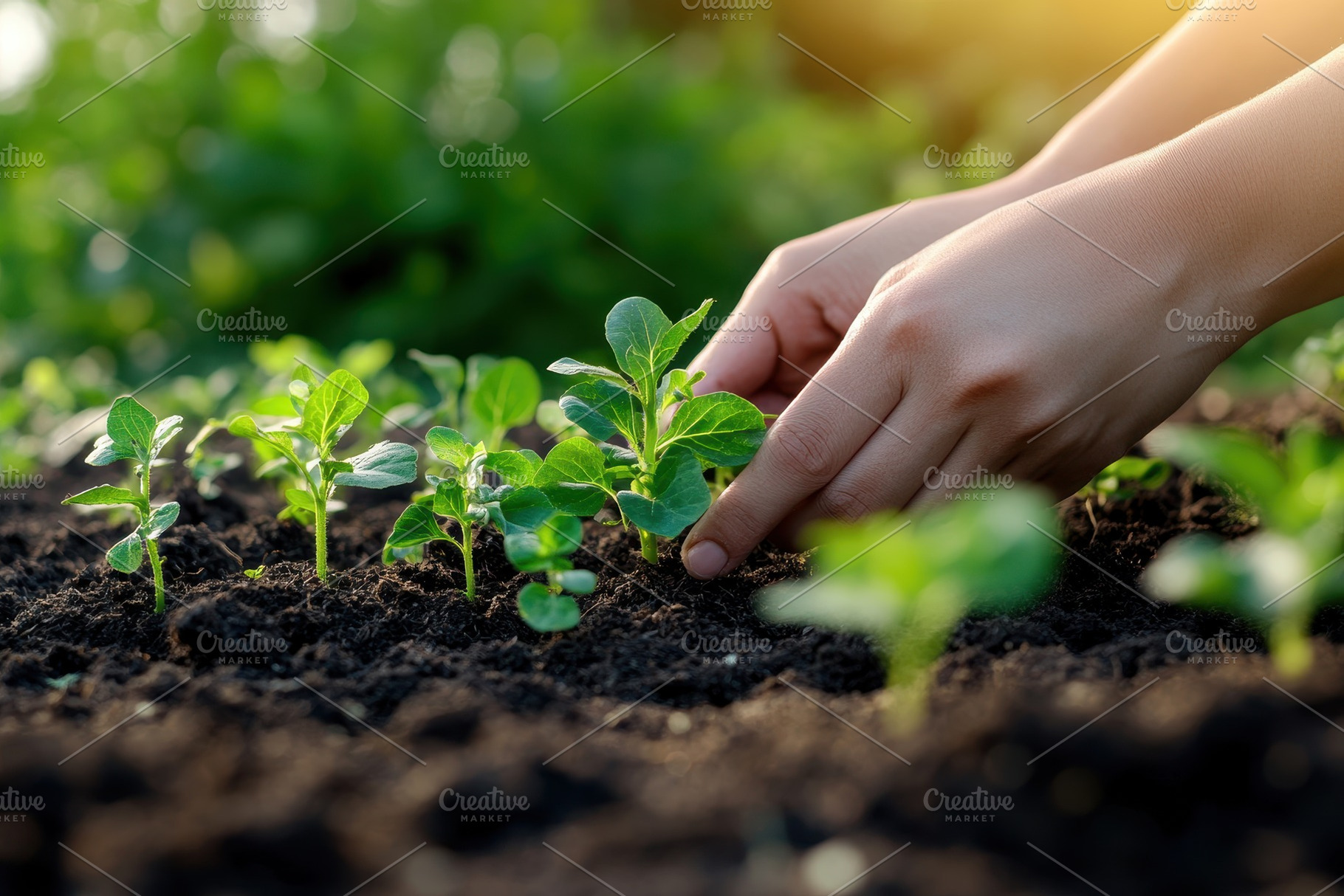 Farmers hands planting seedlings, a Photo by Pavel_design