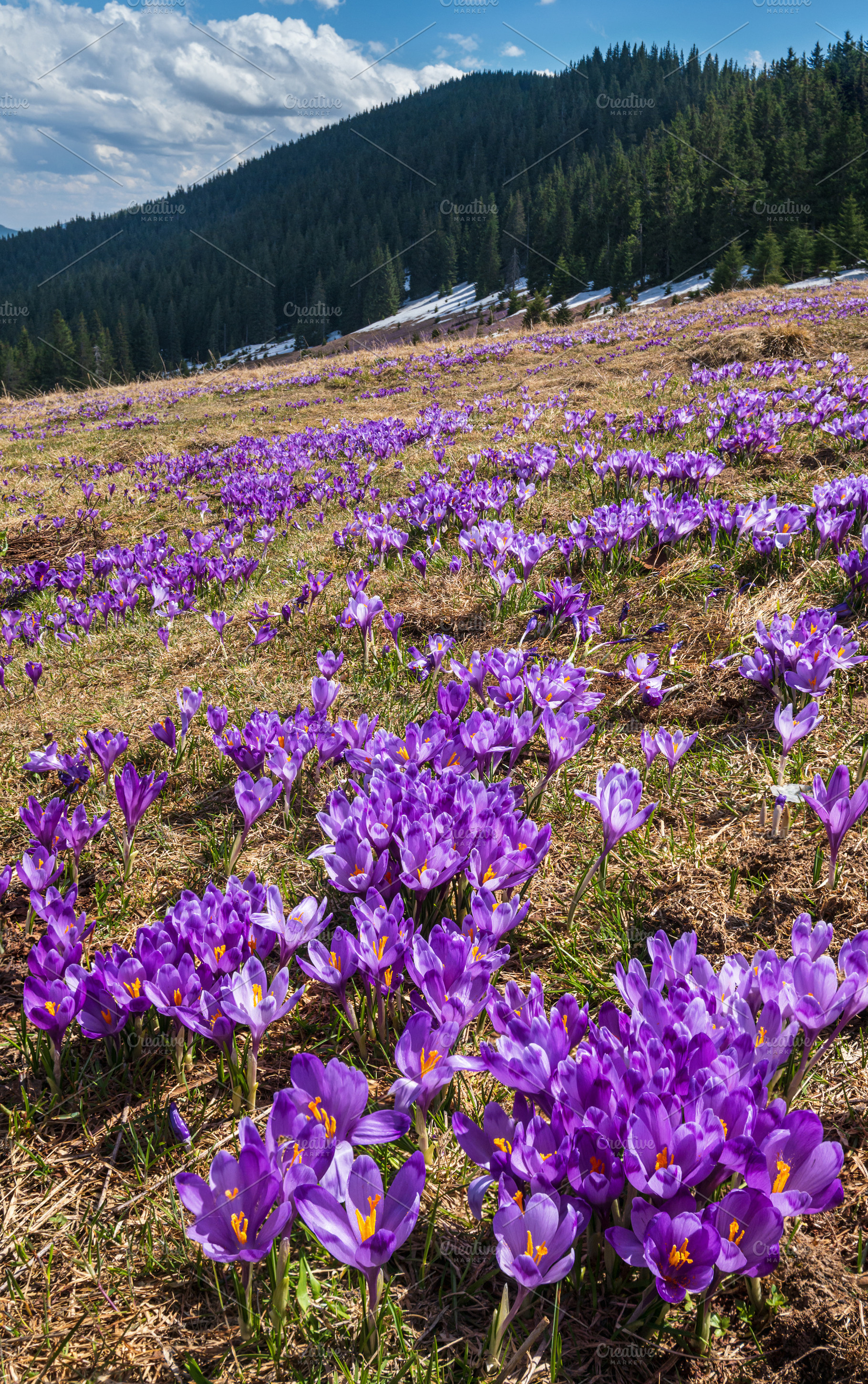 Blooming purple violet Crocus heuffelianus (Crocus vernus) alpin, a Nature Photo by YuriyB