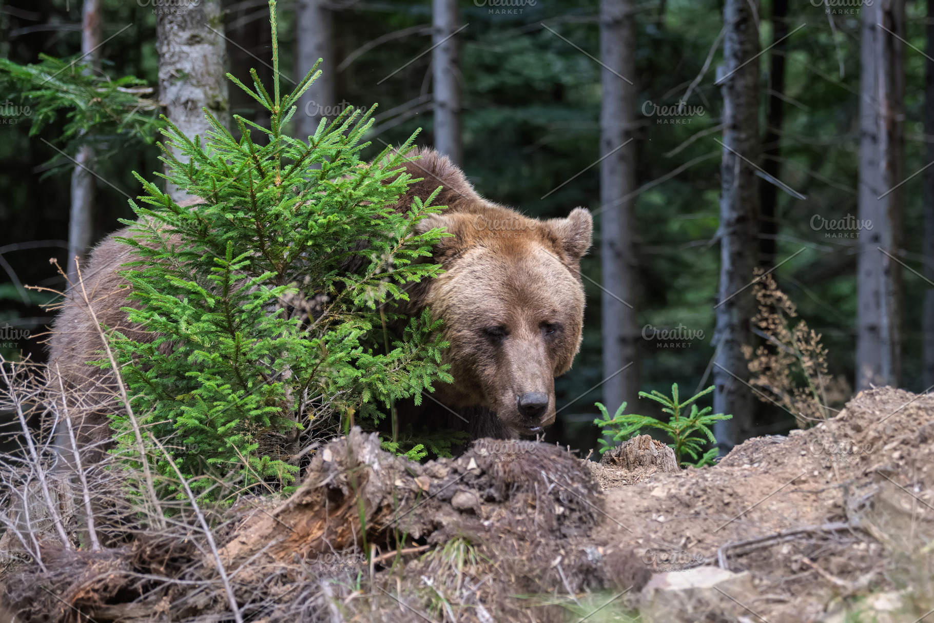 Brown bear foraging in a forested area with green foliage and tr, an Animal Photo by Byrdyak