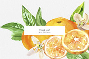 Citrusy Fruits watercolor collection, a Decorative Illustration by Volha Studio (Thumbnail 10 of 10)