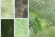 Organic Macro Botanical Textures, a Texture Graphic by Elena Pimonova (Thumbnail 10 of 13)