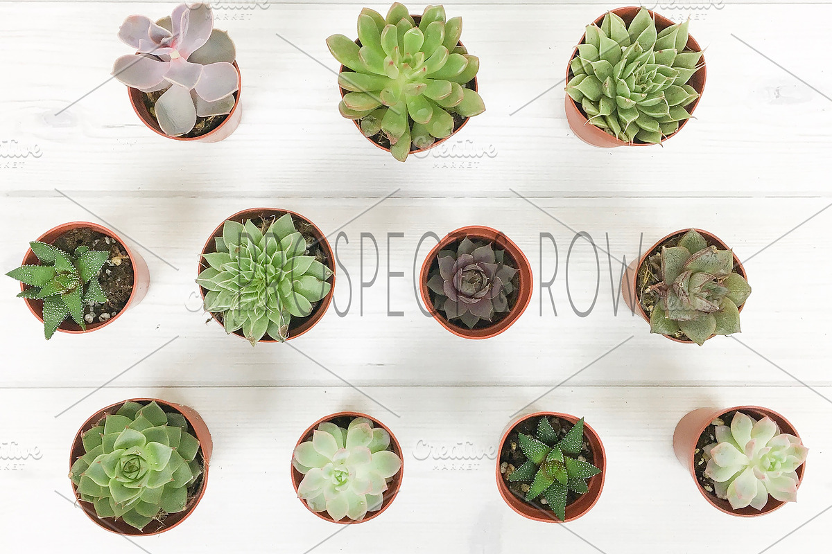 Succulent Photo Bundle, a Photo by Hudson Lark Studio (Photo 4 of 8)