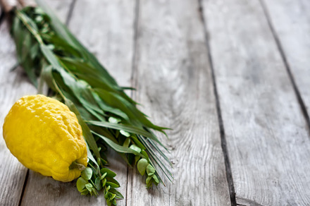 Symbols of sukkot featuring species, culture, and willow