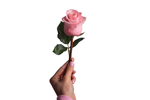 Female hand holding a single pink rose on white background, symb, a Holiday Photo by Ales Munt
