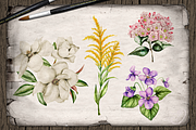 US State Flowers Part 4 Illustration, a Decorative Illustration by DioFlow (Thumbnail 2 of 4)