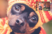 15 Dog Styled Photos, an Animal Photo by WildStrawberry Magic (Thumbnail 6 of 11)
