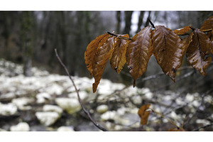 Close Up For Autumn Brown Leaves