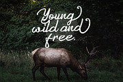 Anzim - Signature Script Font, a Script Font by StringLabs (Thumbnail 5 of 11)