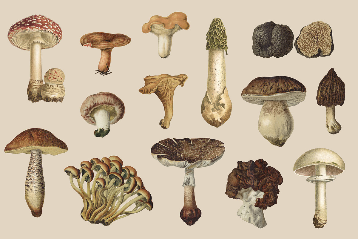 Fungi - Vintage Illustrations, an Illustration by Graphic Goods (Photo 5 of 9)