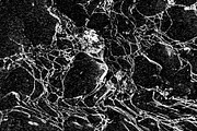Lilliputian, a Texture Graphic by Jennifer Lauren Creative (Thumbnail 21 of 28)
