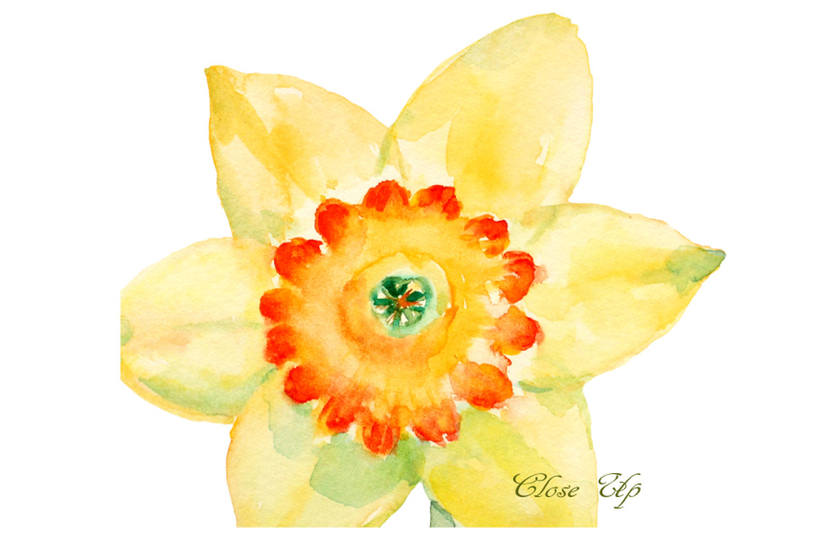 Watercolor Clipart Yellow Daffodils, an Illustration by Corner Croft (Photo 2 of 2)