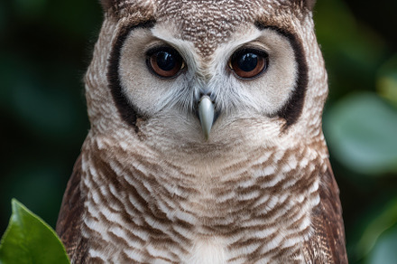Owl in its natural habitat, an Animal Photo by Virgo Studio
