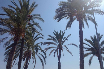 Palm trees stock photo containing palm and palmtrees, a Nature Photo by colleenjones