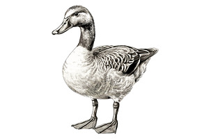 Hand drawn duck. Canard black sketch, a Graphic by LadadikArt