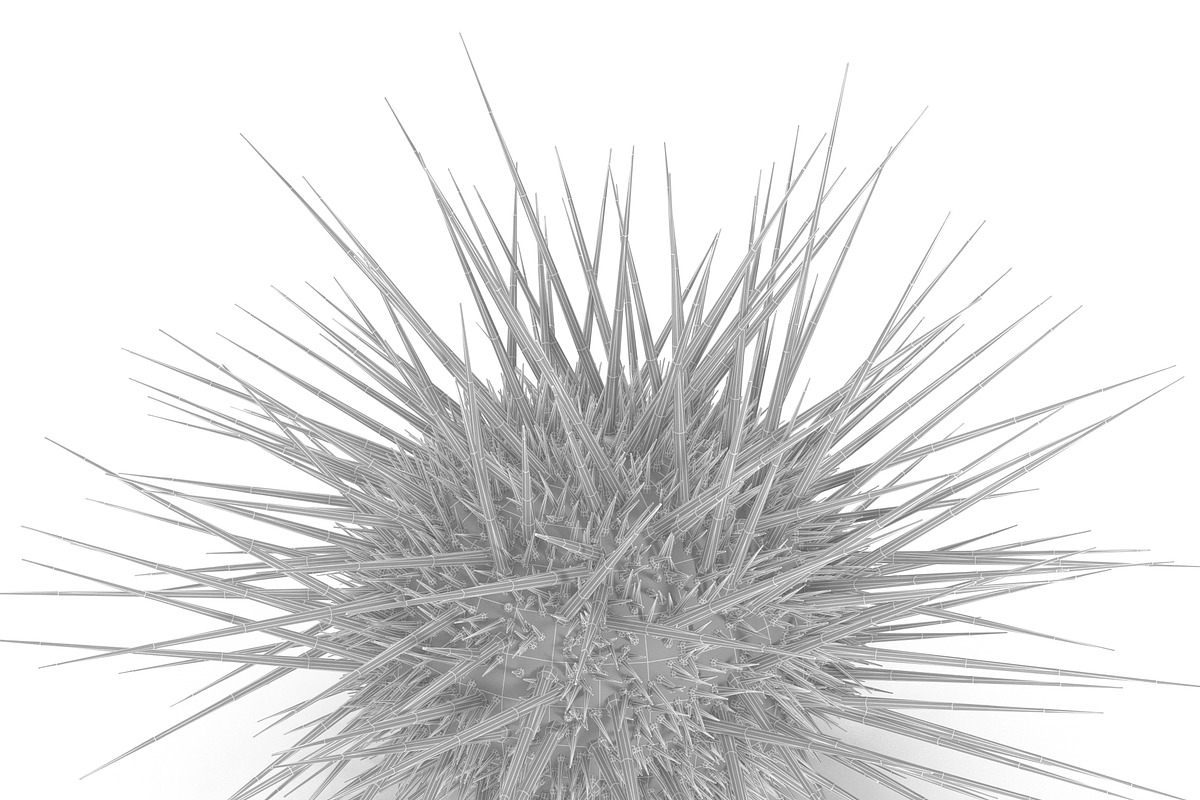Sea urchin V1, an Environmental 3D Model by AndrewWhite (Photo 2 of 6)
