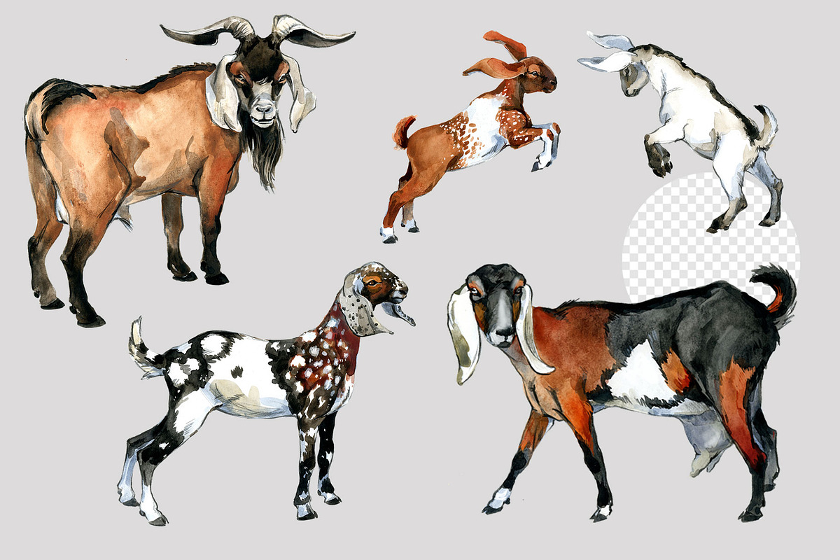 Anglo Nubian Goats: 16 Illustrations, an Animal Illustration by FineArt (Photo 3 of 6)