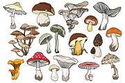 Mushrooms - vector clipart, a Decorative Illustration by Glass Cat Design (Thumbnail 3 of 9)