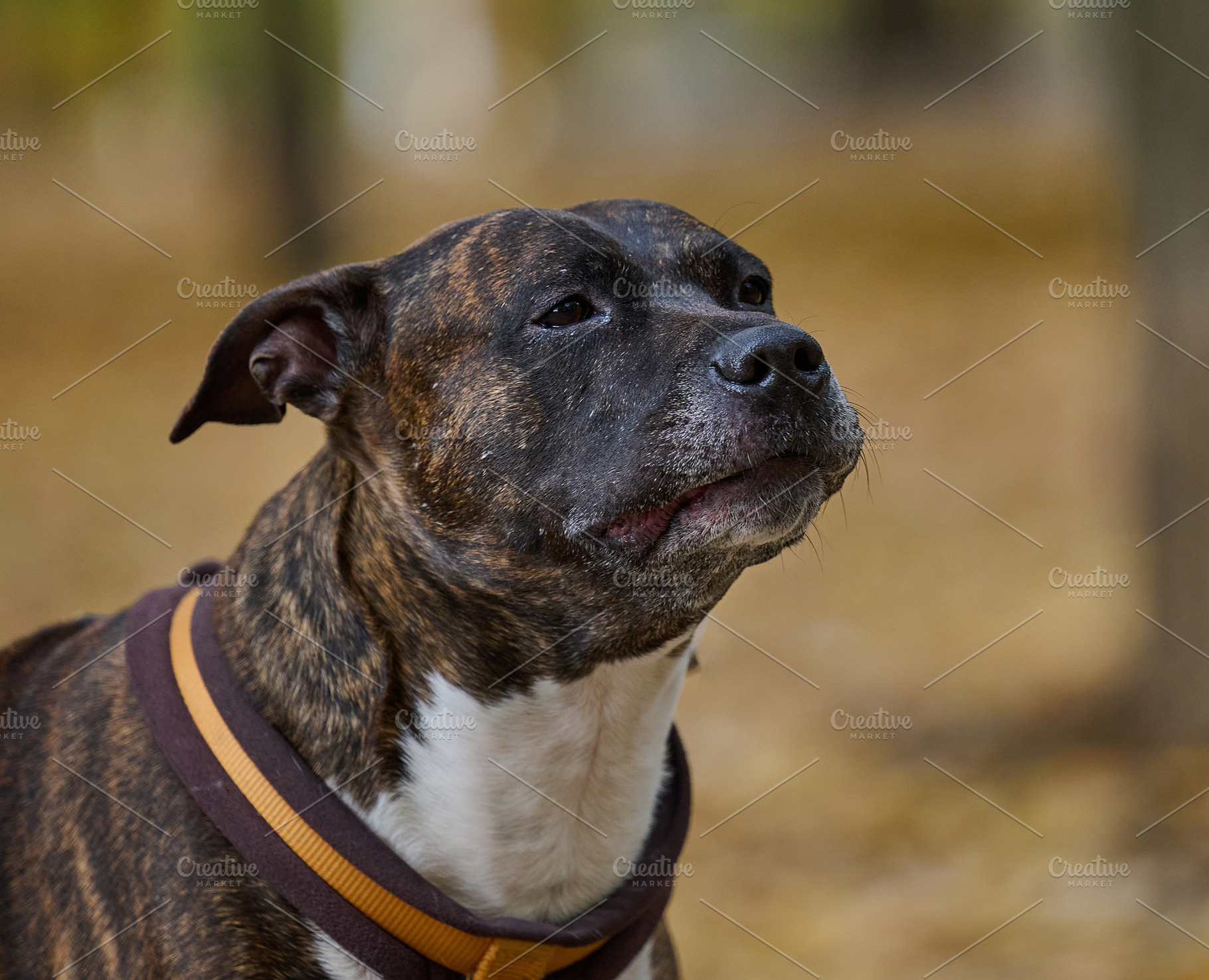A brindle dog with a white chest and a dark collar with a yellow, an Animal Photo by ndanko