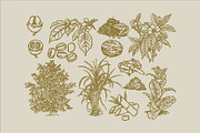 East Indies Botanical Illustrations, a Decorative Illustration by Rusted Works (Thumbnail 8 of 10)