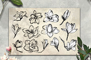 Magnolia flowers. Engraving style., a Decorative Illustration by Alena Kaz (Thumbnail 3 of 12)