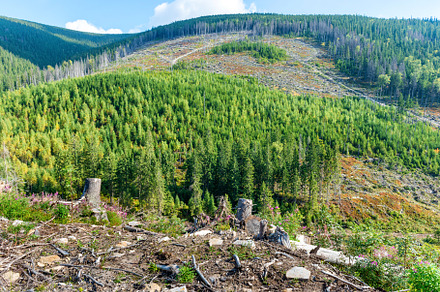 Forest deforestation cut tree, a Nature Photo by Vapi