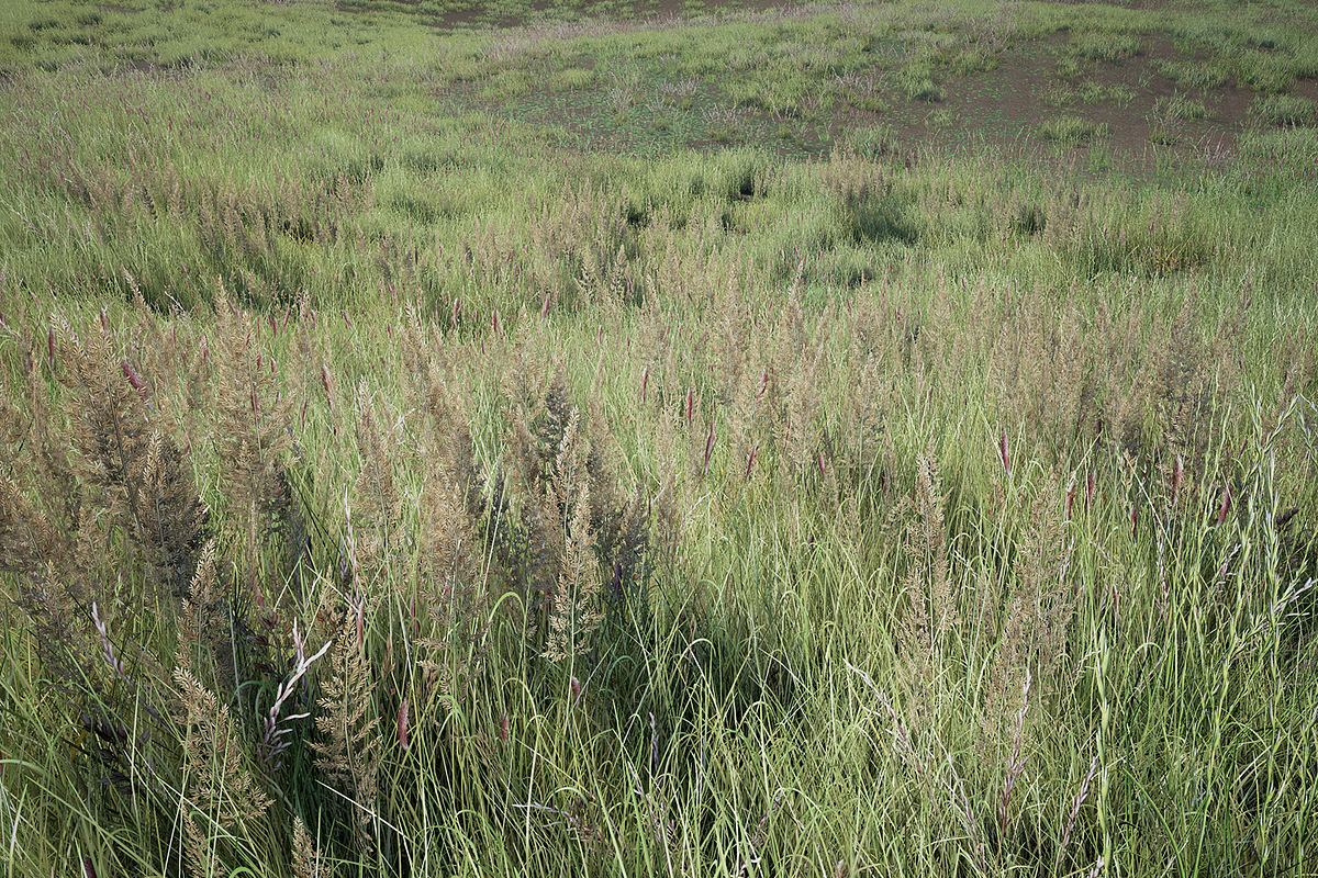 Grass Pack, an Environmental 3D Model by SilverTM (Photo 3 of 6)