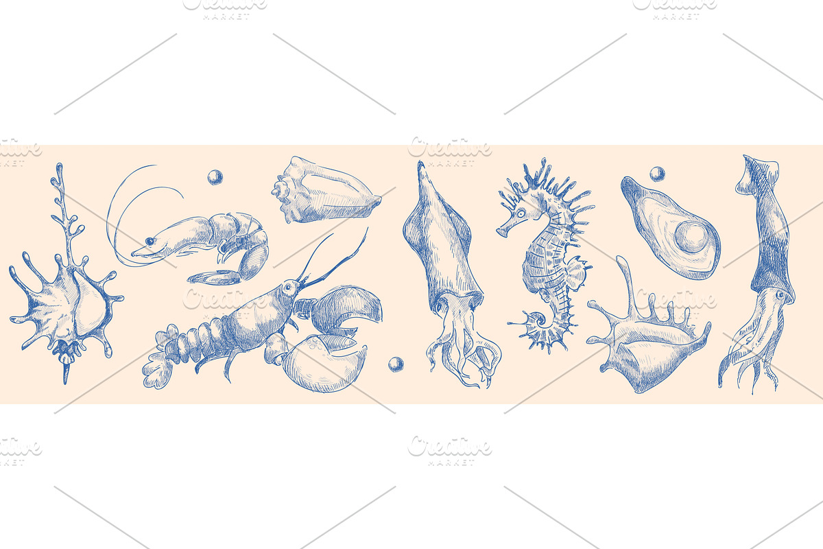 Seashell sketch collection with hand, an Animal Illustration by art PVP - market
