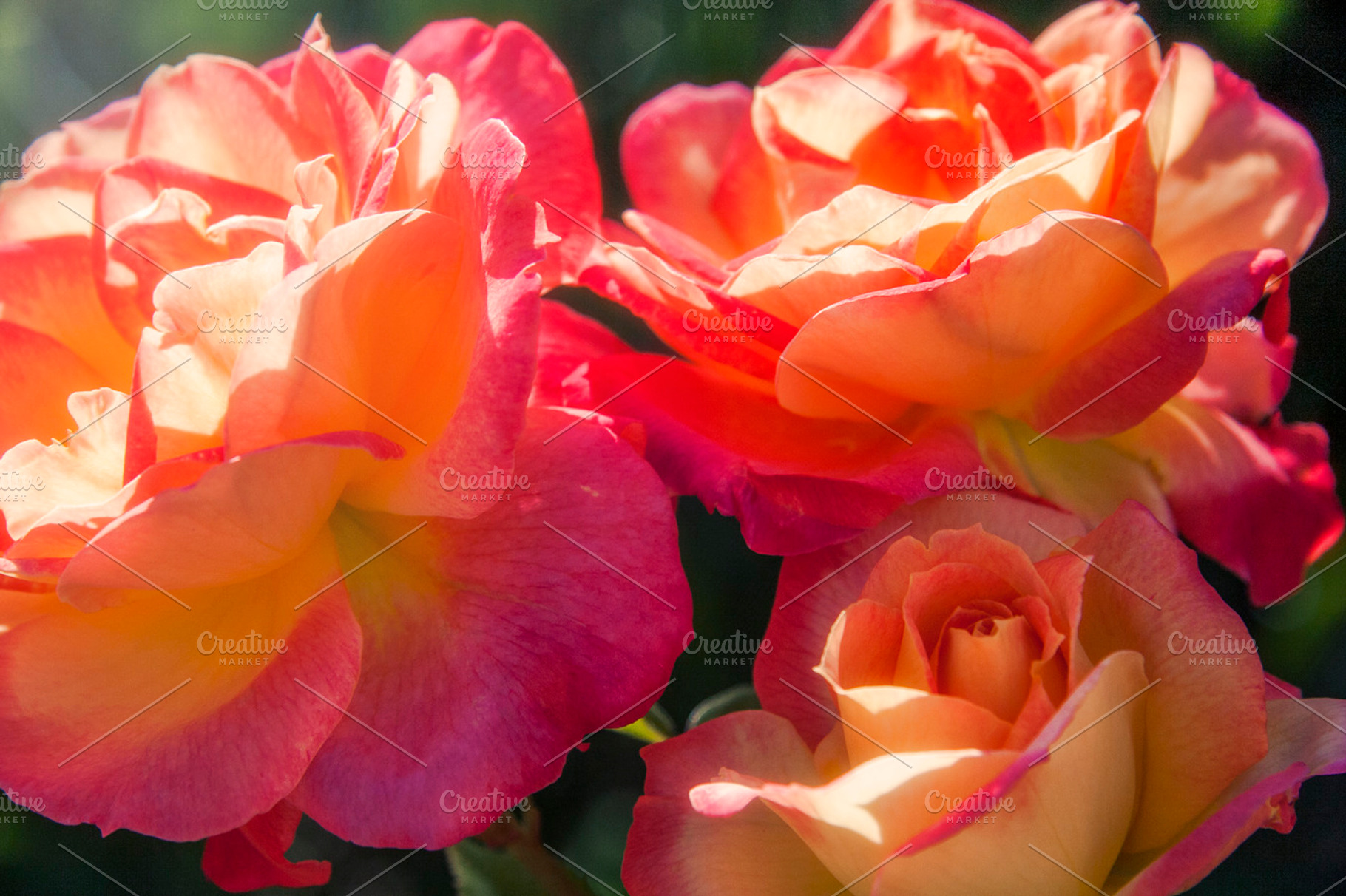 Colorful Blooming Roses 1 (Photo), a Nature Photo by Tien Frogget