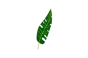 Tropical Palm Leaf, Botanical