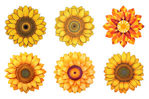 Sunflower Vectors, Sunflower Svg 2