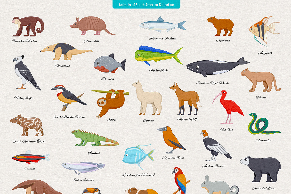 234 Animals of the World, an Animal Illustration by Genestro Shop (Photo 7 of 7)