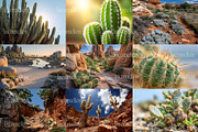 105 Desert Cactus Stock Photos, a Nature Photo by Incomelion (Thumbnail 13 of 16)