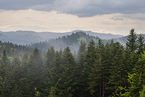 Misty spring morning mountains with forest view (Carpathians, U