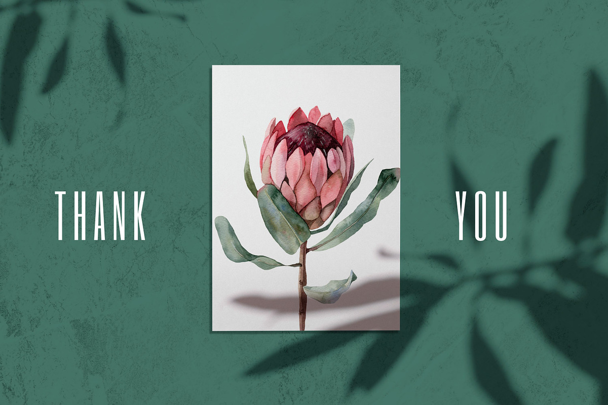 Protea floral watercolor clipart png, a Decorative Illustration by Artcard Watercolor (Photo 7 of 7)