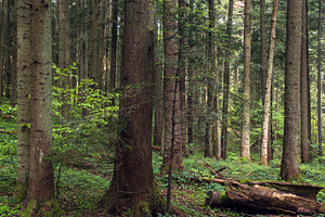 Spring mountain forest path view (Carpathians, Ukraine.)